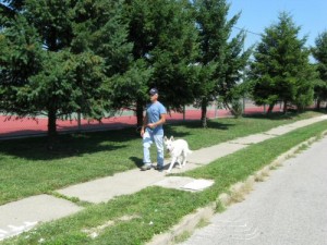 advanced dog training off-leash