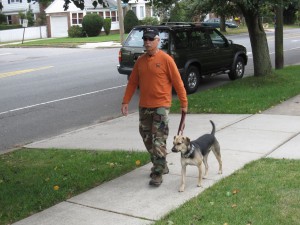 dog learning to walk at attention