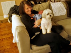 small dog on mommy's lap